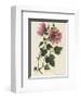 Tree Mallow-John Miller-Framed Premium Giclee Print