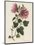 Tree Mallow-John Miller-Mounted Premium Giclee Print