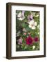 Tree Mallow-DLILLC-Framed Photographic Print