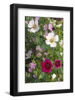 Tree Mallow-DLILLC-Framed Photographic Print