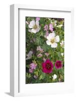 Tree Mallow-DLILLC-Framed Photographic Print