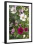 Tree Mallow-DLILLC-Framed Photographic Print