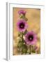 Tree-Mallow-null-Framed Photographic Print