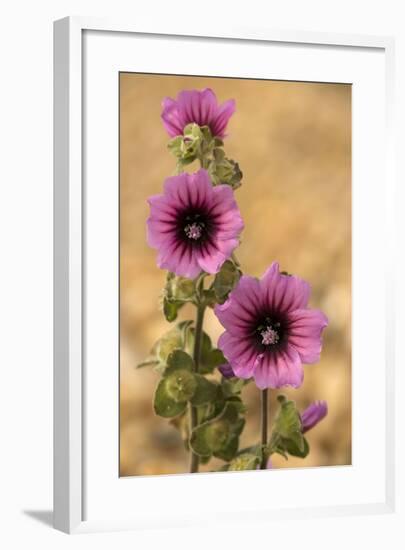 Tree-Mallow-null-Framed Photographic Print