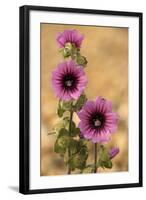 Tree-Mallow-null-Framed Photographic Print