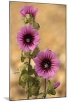 Tree-Mallow-null-Mounted Photographic Print