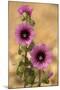 Tree-Mallow-null-Mounted Photographic Print