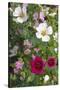 Tree Mallow-DLILLC-Stretched Canvas