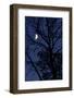 Tree, Moon, at Night, Detail-Herbert Kehrer-Framed Photographic Print