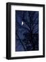 Tree, Moon, at Night, Detail-Herbert Kehrer-Framed Photographic Print