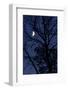 Tree, Moon, at Night, Detail-Herbert Kehrer-Framed Photographic Print