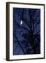 Tree, Moon, at Night, Detail-Herbert Kehrer-Framed Photographic Print