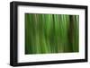 Tree motion-Savanah Plank-Framed Photo