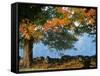 Tree Next to Stone Wall, Autumn, New England-Gary D^ Ercole-Framed Stretched Canvas