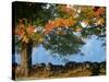 Tree Next to Stone Wall, Autumn, New England-Gary D^ Ercole-Stretched Canvas