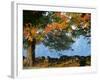 Tree Next to Stone Wall, Autumn, New England-Gary D^ Ercole-Framed Photographic Print