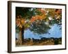 Tree Next to Stone Wall, Autumn, New England-Gary D^ Ercole-Framed Photographic Print