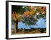 Tree Next to Stone Wall, Autumn, New England-Gary D^ Ercole-Framed Photographic Print
