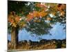 Tree Next to Stone Wall, Autumn, New England-Gary D^ Ercole-Mounted Photographic Print