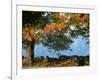 Tree Next to Stone Wall, Autumn, New England-Gary D^ Ercole-Framed Photographic Print