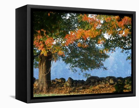 Tree Next to Stone Wall, Autumn, New England-Gary D^ Ercole-Framed Stretched Canvas