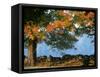 Tree Next to Stone Wall, Autumn, New England-Gary D^ Ercole-Framed Stretched Canvas