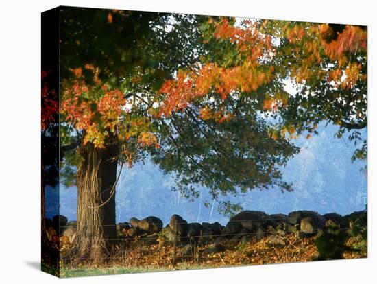 Tree Next to Stone Wall, Autumn, New England-Gary D^ Ercole-Stretched Canvas