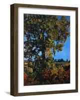 "Tree,"October 1, 1941-null-Framed Giclee Print