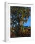 "Tree,"October 1, 1941-null-Framed Giclee Print