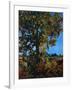 "Tree,"October 1, 1941-null-Framed Giclee Print