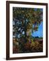 "Tree,"October 1, 1941-null-Framed Giclee Print