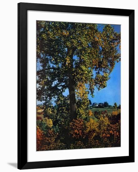 "Tree,"October 1, 1941-null-Framed Giclee Print