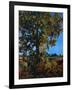 "Tree,"October 1, 1941-null-Framed Giclee Print