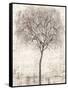 Tree of Birds I-Tim OToole-Framed Stretched Canvas