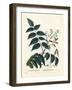 Tree of Heaven, Ailanthus or Chouchun, Ailanthus Altissima (Aylanthus Glandulosa). Handcoloured Sti-Pierre-Joseph Redouté-Framed Giclee Print