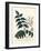 Tree of Heaven, Ailanthus or Chouchun, Ailanthus Altissima (Aylanthus Glandulosa). Handcoloured Sti-Pierre-Joseph Redouté-Framed Giclee Print