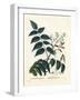 Tree of Heaven, Ailanthus or Chouchun, Ailanthus Altissima (Aylanthus Glandulosa). Handcoloured Sti-Pierre-Joseph Redouté-Framed Giclee Print