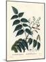 Tree of Heaven, Ailanthus or Chouchun, Ailanthus Altissima (Aylanthus Glandulosa). Handcoloured Sti-Pierre-Joseph Redouté-Mounted Giclee Print