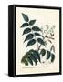 Tree of Heaven, Ailanthus or Chouchun, Ailanthus Altissima (Aylanthus Glandulosa). Handcoloured Sti-Pierre-Joseph Redouté-Framed Stretched Canvas