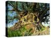 Tree of Life, Animal Kingdom, Disneyworld, Orlando, Florida, USA-Tomlinson Ruth-Stretched Canvas