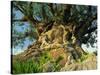 Tree of Life, Animal Kingdom, Disneyworld, Orlando, Florida, USA-Tomlinson Ruth-Stretched Canvas