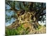 Tree of Life, Animal Kingdom, Disneyworld, Orlando, Florida, USA-Tomlinson Ruth-Mounted Premium Photographic Print