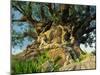 Tree of Life, Animal Kingdom, Disneyworld, Orlando, Florida, USA-Tomlinson Ruth-Mounted Photographic Print