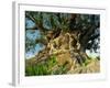 Tree of Life, Animal Kingdom, Disneyworld, Orlando, Florida, USA-Tomlinson Ruth-Framed Photographic Print