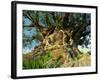 Tree of Life, Animal Kingdom, Disneyworld, Orlando, Florida, USA-Tomlinson Ruth-Framed Photographic Print