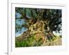 Tree of Life, Animal Kingdom, Disneyworld, Orlando, Florida, USA-Tomlinson Ruth-Framed Photographic Print