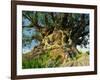 Tree of Life, Animal Kingdom, Disneyworld, Orlando, Florida, USA-Tomlinson Ruth-Framed Photographic Print