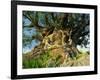 Tree of Life, Animal Kingdom, Disneyworld, Orlando, Florida, USA-Tomlinson Ruth-Framed Photographic Print