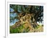 Tree of Life, Animal Kingdom, Disneyworld, Orlando, Florida, USA-Tomlinson Ruth-Framed Photographic Print