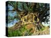 Tree of Life, Animal Kingdom, Disneyworld, Orlando, Florida, USA-Tomlinson Ruth-Stretched Canvas